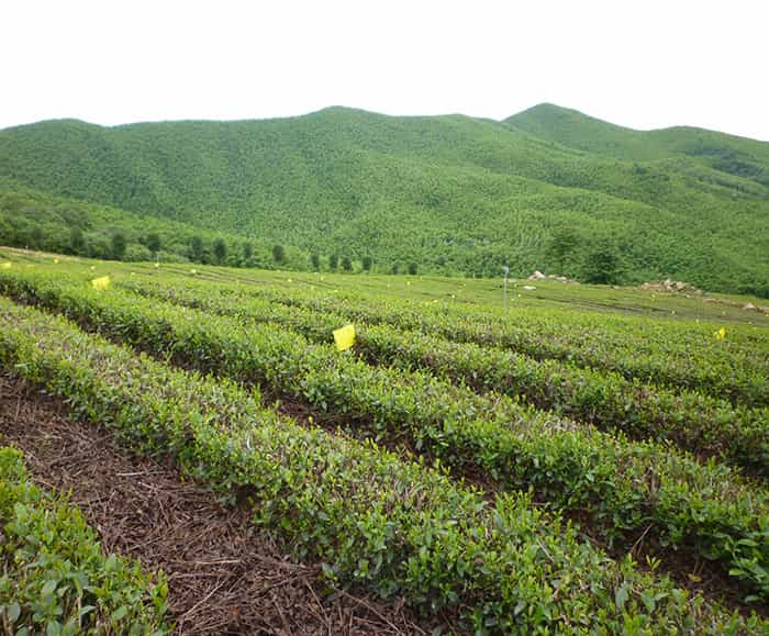 溧陽(yáng)天目湖白茶貴在哪兒？