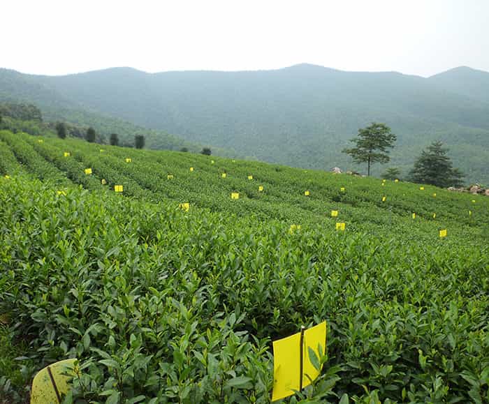 松嶺頭白茶沖泡具體步驟 松嶺頭白茶口感怎樣