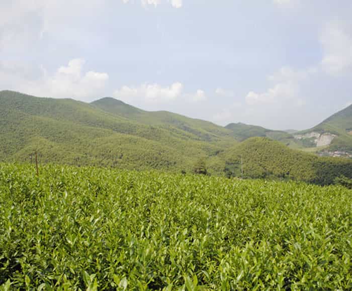 溧陽(yáng)白茶是啥茶？