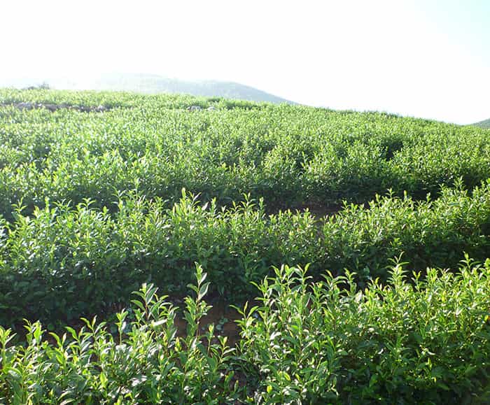 溧陽(yáng)松嶺頭富曬白茶質(zhì)量非凡屢獲特等獎(jiǎng)