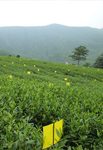 溧陽(yáng)白茶無(wú)農(nóng)藥